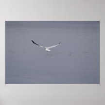 Sea Gull Print