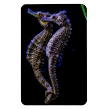 Sea Horses (Seahorses) Rectangle Magnet