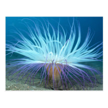 Sea Life Sea Anemone Postcard