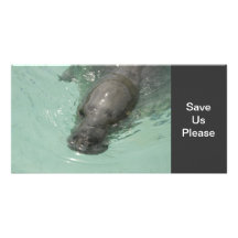 Sea Lion Photo Card Template