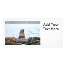 Sea Lions Photo Photo Card