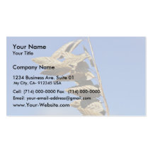 Sea oats panicle with spikelets business cards