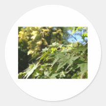 sea of leafs stickers