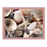 Sea Shells by the Shore Postcards