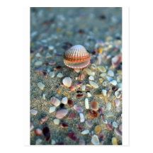 Sea shells on sandy beach post card