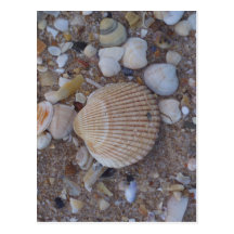 Sea shells post cards
