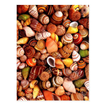 Sea Shells Postcard