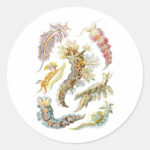 Sea slugs round stickers