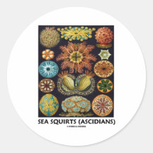 Sea Squirts (Ascidians - Artforms Of Nature) Round Sticker