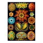 Sea Squirts, Ernst Haeckel posters