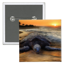 Sea Turtle Button