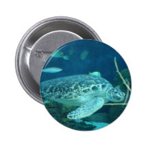 sea turtle button