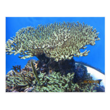 Sea Weed Postcard