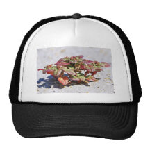 Seabeach Amaranth Mesh Hats