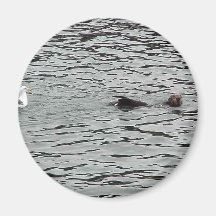 Seagull And Seal In Water Magnet