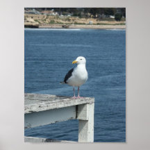 Seagull at pier poster