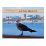 Seagull of Long Beach Post Cards