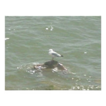 Seagull on rock custom invitation