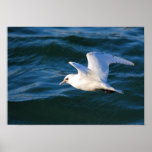 Seagull On The Water Print