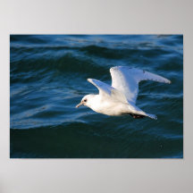 Seagull On The Water Print