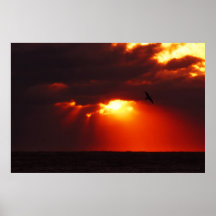 Seagull Sunrise Poster