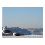 Seagulls by the River Douro Postcard