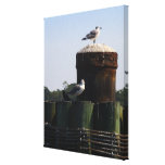 Seagulls Enjoying the Day Canvas Print