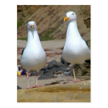 Seagulls On Oceans Beach Post Cards