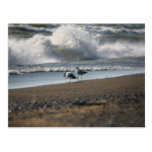 seagulls postcards