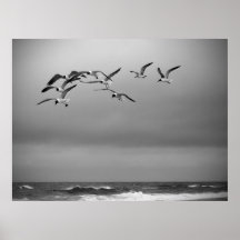 Seagulls Posters