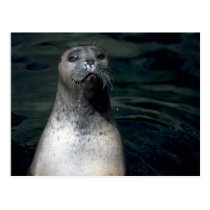 Seal postcards