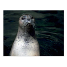 Seal Postcard