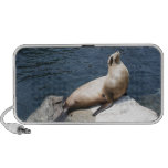 Seal Relaxing On A Rock PC Speakers