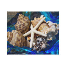 Seashell Canvas Art Stretched Canvas Print