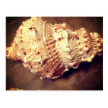 Seashell postcard