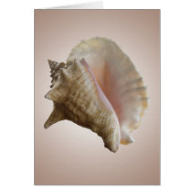 Seashelll Note Card