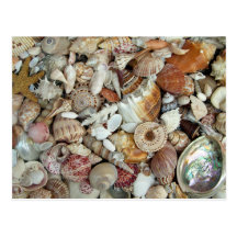 Seashells Galore Post Cards