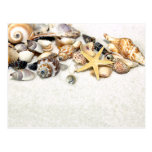 Seashells Postcard
