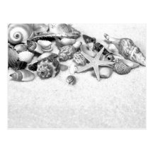 Seashells Postcard