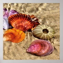 Seashells Poster