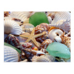 Seashells Starfish & Beach Glass Postcard