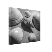 Seashells Stretched Canvas Prints