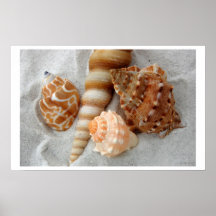 seashells white sand i posters