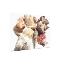 Seashells wrapped canvas print