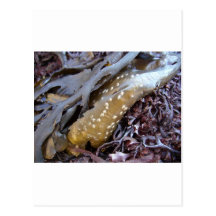 Seaweeds 1 post cards