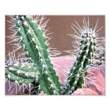 Sedona Cactus Plant Photograph