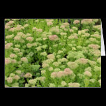 Sedum Autumn Joy cards