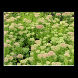 Sedum Autumn Joy postcards