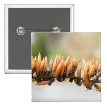 Seed Pods - Butterfly Bush Button