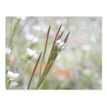 Seed Pods of Cardimine hirsuta (Bittercress) Postcard